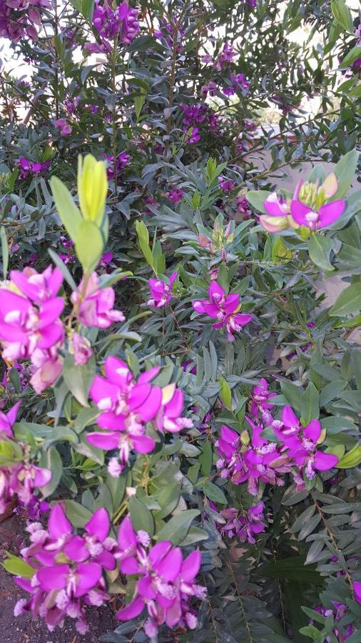 مبيت وإفطار ألغيرو Il Giardino Del Nespolo المظهر الخارجي الصورة