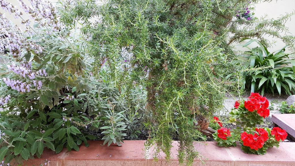 مبيت وإفطار ألغيرو Il Giardino Del Nespolo المظهر الخارجي الصورة