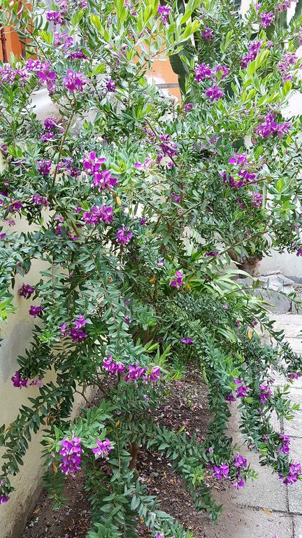 مبيت وإفطار ألغيرو Il Giardino Del Nespolo المظهر الخارجي الصورة